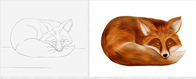 Fox-sketch-Painting-McGrath