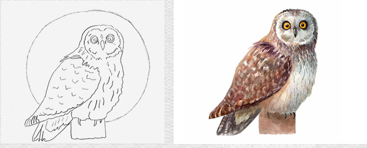 Owl-sketch-Painting-McGrath