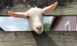 Farms &amp;amp; Gardens