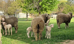 Farms &amp;amp; Gardens