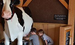 Milk Cow Little Pioneers Homestead