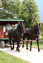 Horse-drawn-Trolley-ride